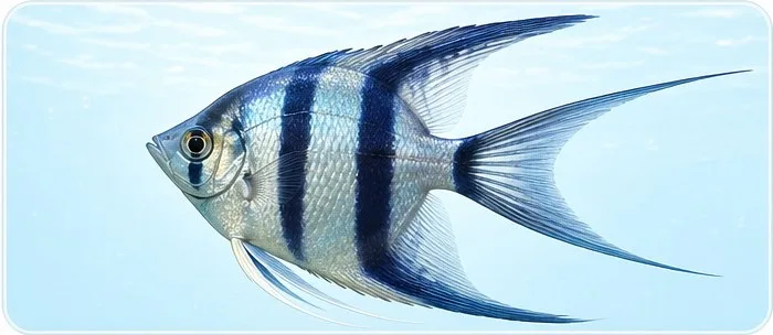 Lyrstjart