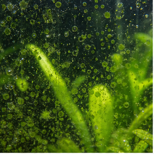 Gröna alger sur une vitre et des feuilles d'aquarium