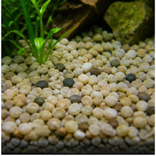 Akvariebotten arrondi dans un aquarium