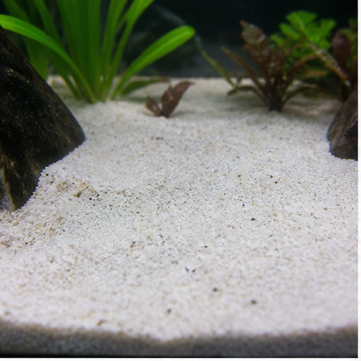 Akvariebotten clair dans un aquarium