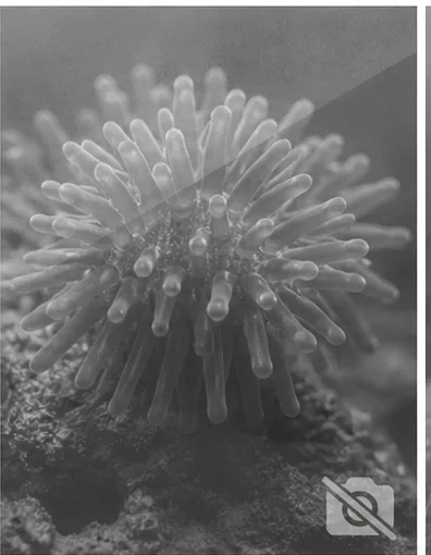 Eurythoe sp.
