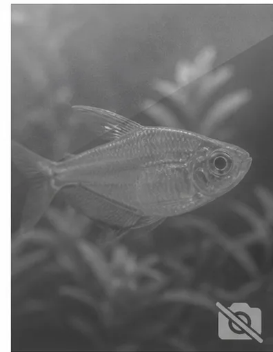 Centropyge acanthops Afrikas afrikanska ängel