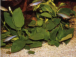 Anubias barteri var. nana