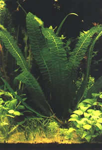 Aponogeton boivinianus