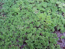 Azolla caroliniana