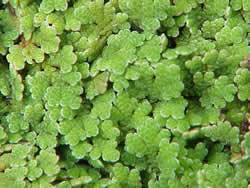 Azolla filiculoides