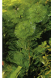 Cabomba aquatica