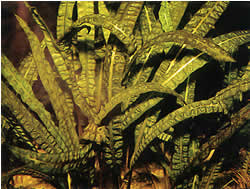 Cryptocoryne aponogetifolia