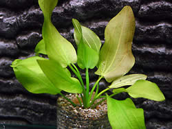 Echinodorus macrophyllus