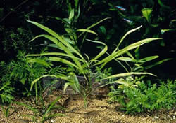 Hygrophila angustifolia