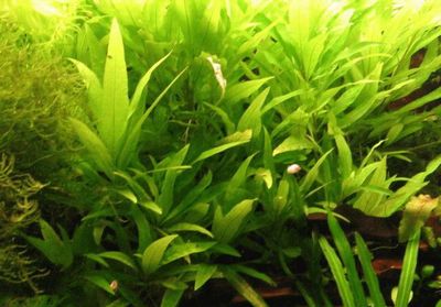 Hygrophila stricta