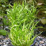 Lilaeopsis novae zelandiae