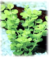 Lysimachia nummularia