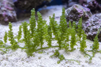 Caulerpa racemosa