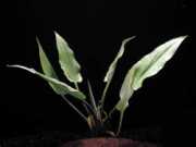 Cryptocoryne ciliata 