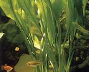 Echinodorus amazonicus 