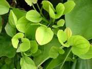 Echinodorus grandiflorus 