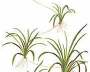 Echinodorus tenellus 