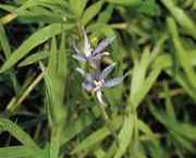 Heteranthera zosterifolia 