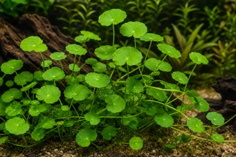 Hydrocotyle leucocephala