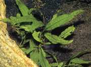 Microsorium pteropus 