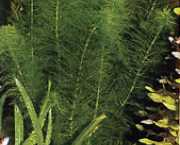 Myriophyllum aquaticum 