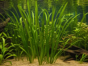 Vallisneria americana