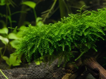 Vesicularia dubyana