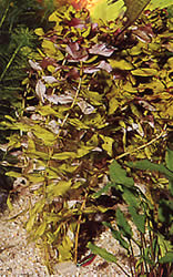 Rotala macrandra