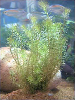 Rotala wallichii