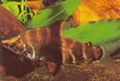 Abramites solarii (Abramitisk utsmyckad)