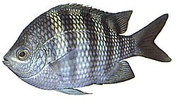 Abudefduf saxatilis (Sergeant-major)