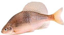 Acanthorhodeus atranalis (Japan Bouvière)