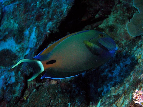 Acanthurus Fowleri (Fowler kirurg)