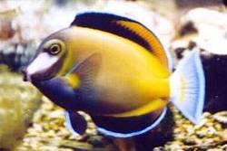Acanthurus japonicus (Vita kinder kirurg)