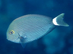 Acanthurus Mata (Kirurg)