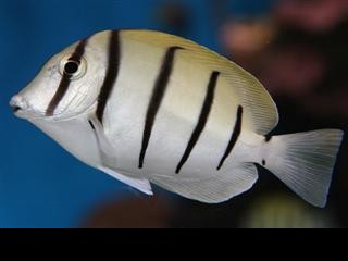Acanthurus Triostegus (Fånge)