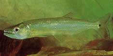 Acestrorhynchus falcirostris (Payala, Grand Dent-Chien, Characin-Chien)
