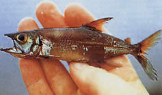 Acestrorhynchus microlepis (Characin-chien med små skalor)