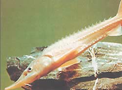 Acipenser schrencki (Acissess Schrencki)