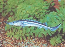 Acipenser stellatus (Stjärnstör)