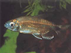 Alestopetersius smykalai (Blå tetra-diamant)