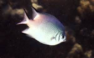 Amblyglyphidodon leucogaster (Demoiselle med vit mage)