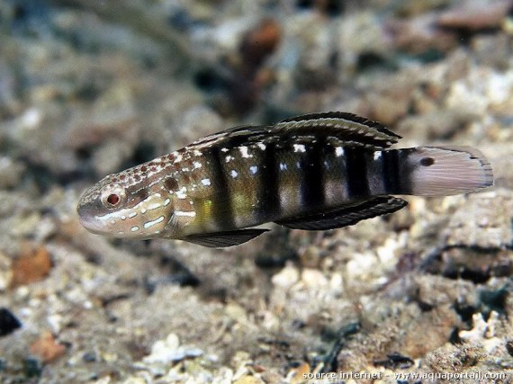 Amblygobius Phalaena (Renled Gobie)