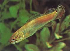 Amia calva (Kala vän, amerikansk lera fisk)