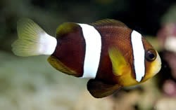 Amphiprion clarkii (Clark Clownfish)