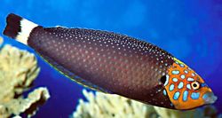 Anampses chrysocephalus (Röd svanslabre)