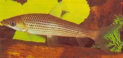 Anostomus plicatus (Anostomus klar vid tre punkter)