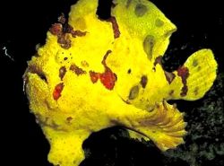 Antennarius maculatus (Fisk-rapaud, fiskare eller antenner)