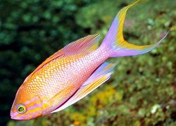 Anthias anthias (barberare)